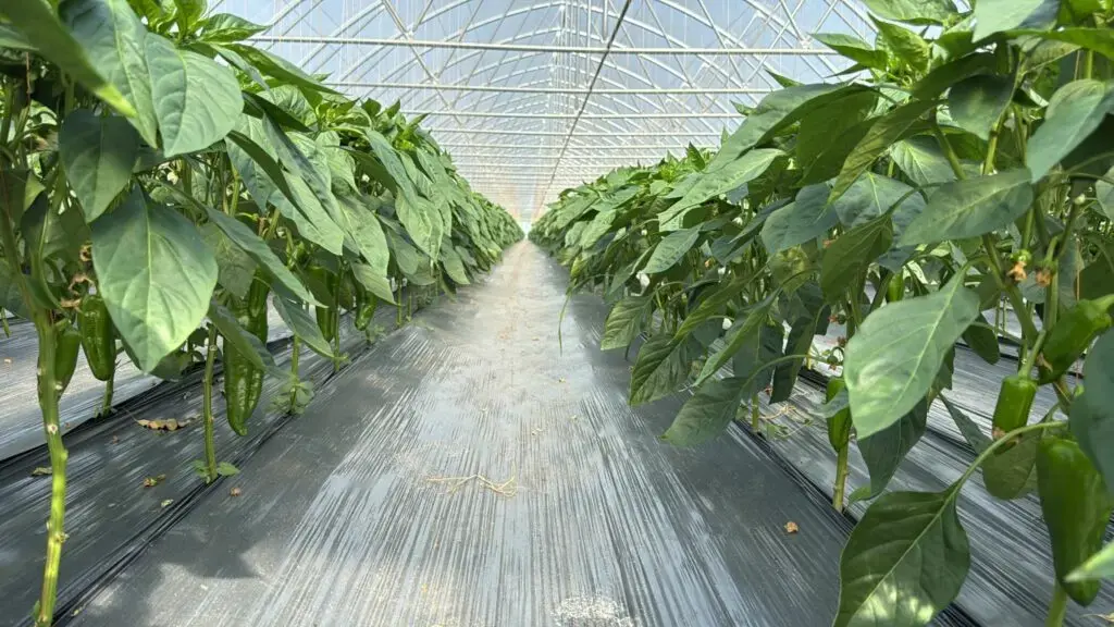 Cooperativa „Legume Oltenești Vădăstrița” își protejează producția în piața competitivă