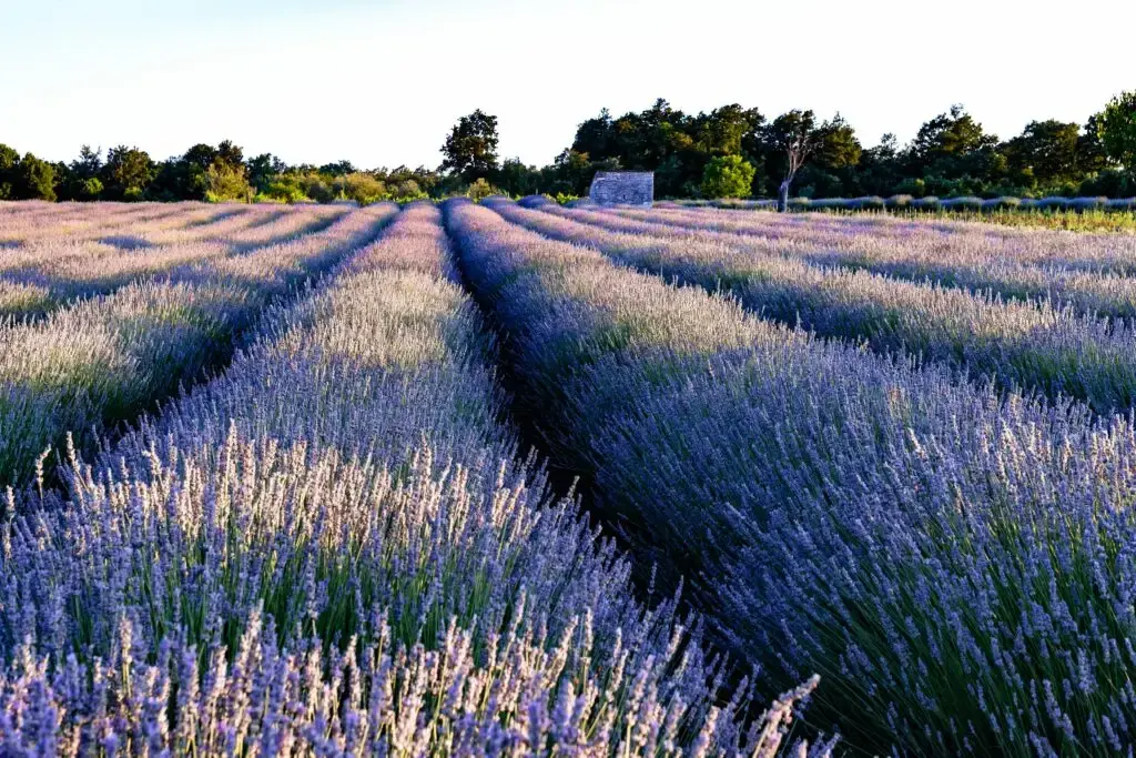 Statul alocă 113 milioane de euro pentru micii fermieri și floricultori