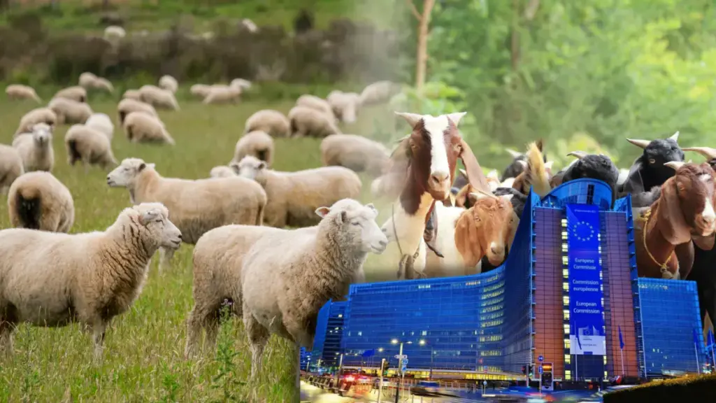 Bruxelles a aprobat planul pentru exportul de ovine după protestele violente ale ciobanilor
