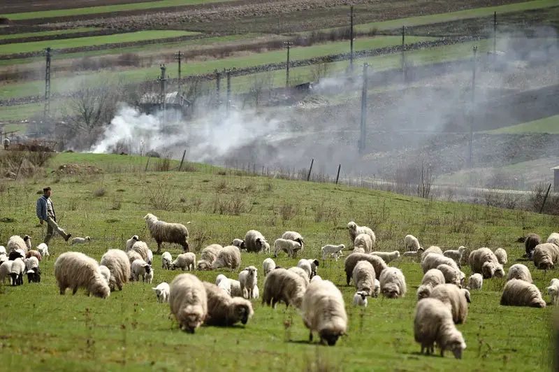 Bruxelles a dat drumul exporturilor de ovine și caprine din România