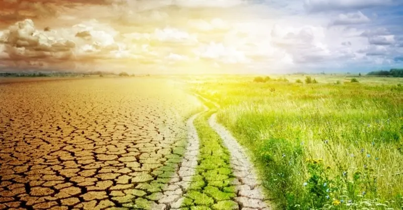 Agricultorii primesc 333 de lei pe hectar pentru seceta din 2025